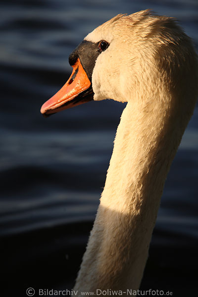 White Swan neck nature-photo bird wildlife image mute swan portrait photography
