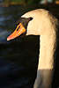 910887_ Schwan langes Hals Bild Schwanenhals Vogelblick Foto auf See vor Wasser in Abendlicht