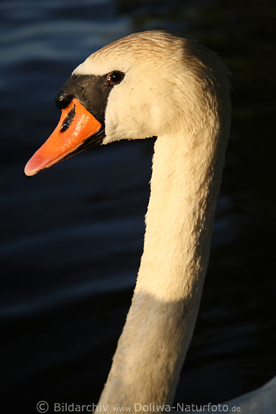 Schwanenhals Fotos auf See Kopf langes Hals Portrt vor dunkles Wasser Naturbilder in Abendsonne