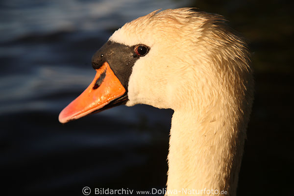 Schwanenkopf Weischwan Hckerschwan Vogel