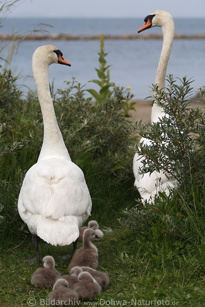 Schwne Grovgel bewachen verschlafte kleine Kken Jungtiere im Ufergras Bild Schwanfamilie am Meer