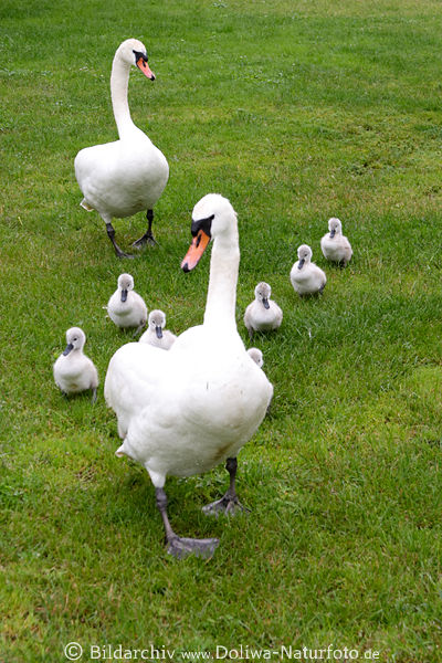 Schwne Familie Vogelfoto Marsch auf Graswiese in Bild Kken Altvgel Landspaziergang