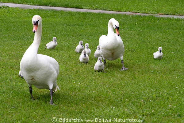 Schwanfamilie Bilder Grnwiese Landgang wilde Schwne  Grovgel Jungtiere Fotos