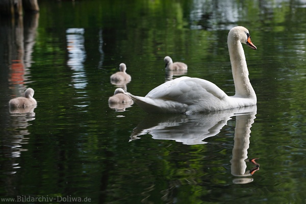 Schwankinder Kken Vgelfoto in Grnwasser Seeidylle  Erkundungstour mit Vogelmutter