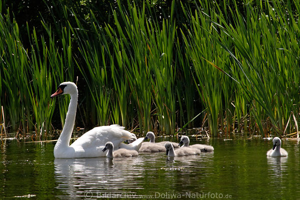 Schwankinder Vogelkken Fotos am Schilf Grnufer Seetour Erkundung mit Altvogel