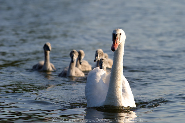 Schwanmutter Vogelbild auf See vor Vogelkinder Kkengruppe  hinterher schwimmen
