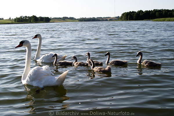 Schwanfamilie in Seelandschaft Foto schwimmen mit Kken Vogeleltern junge Schwnchen auf See