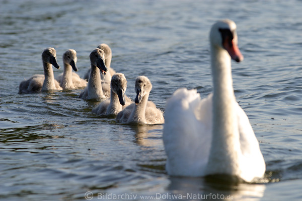 Schwankinder Gruppenfoto Kken Jungtiere folgen dem Altvogel auf Seewasser