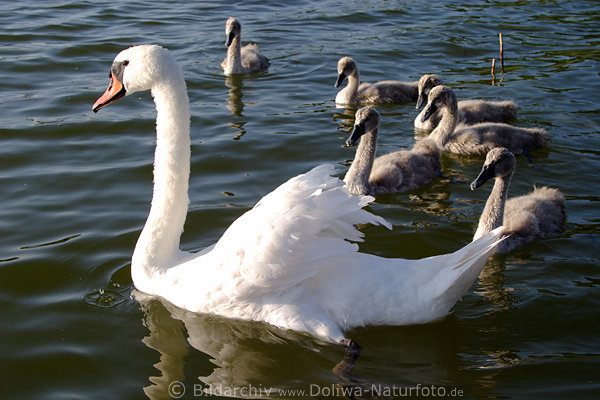 Schwankinder graue Kken Seefotos Jungvgel Seetour Naturbilder in Wasser