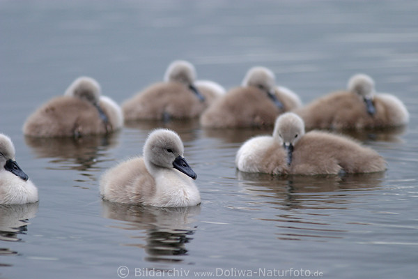 Schwankken Schlafrunde Seebild Vogelbaby Kreis im Wasser schlafen schwimmen