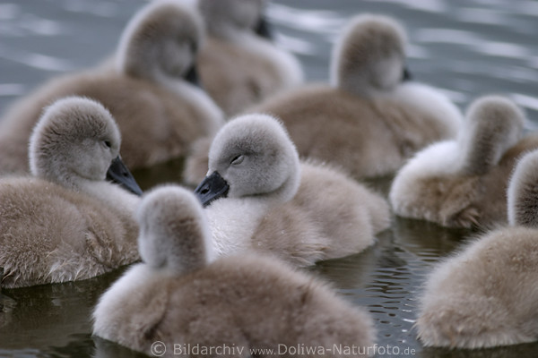 Schwne Kkenrunde Bild im Schlaf Jungtiere Schwanbaby Fotografie auf Wasser