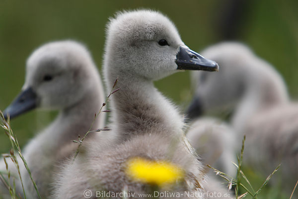 Schwankken Foto Schwankind ssse Kpfchen Schnbel Bild hinter Blume