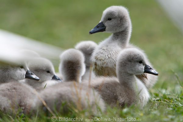 Schwankken ssse Vogelkinder Tierfotografie in Gras grauer Schwanenbaby