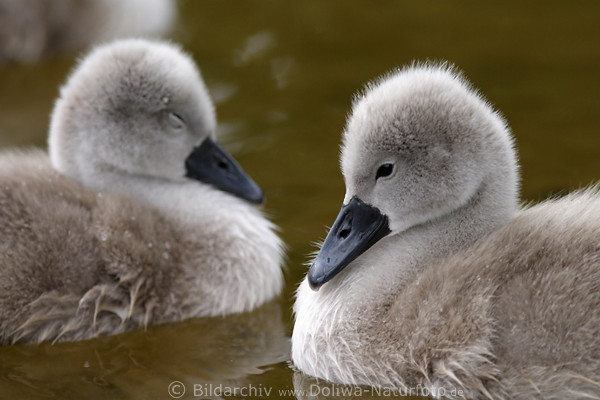 Schwankken Nahportrait Baby-Paar Foto dsen auf Wasser verschlafen schwimmen