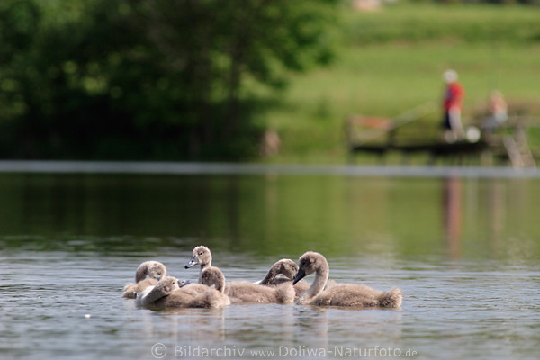 Jungtiere graue Kleinschwne Seebild Schwnchen Uferblick auf Angler am Steg