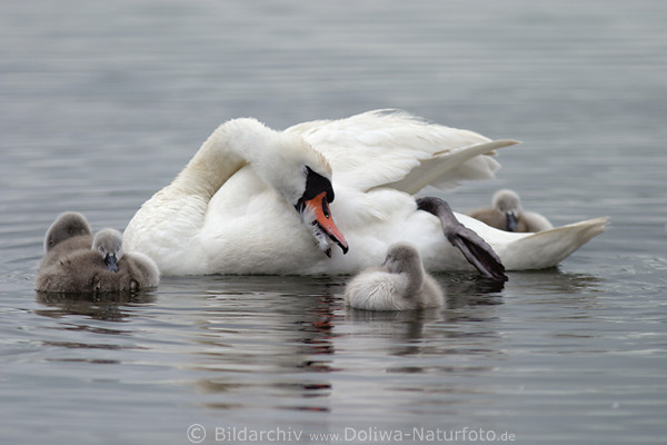 Verschlafte Schwnchen Bild mit Mutter auf Seewasser im Schlaf Schwanenfamilie Gruppenbild