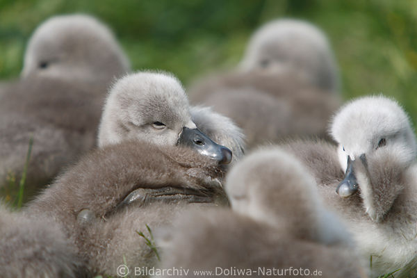 Schwankken ssse Jungtiere Schlafrunde Schwanbabies Gruppe