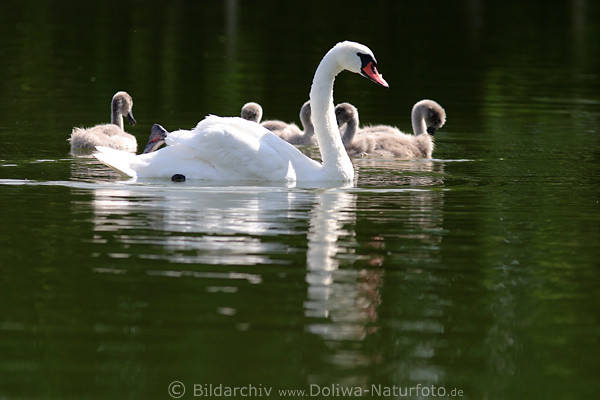 Schwnchen Vogelmutter Fotografie mit Jungtieren auf grner Seetafel im Sonnenschein