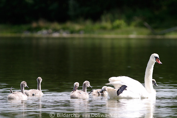 Schwanmutter mit Baby Schwnchen Foto auf Wasser in Sonne sonnen