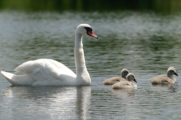 Schwanmutter Fotografie hinter niedlichen Schwanbaby Vogelkken Tierbild auf Seewasser