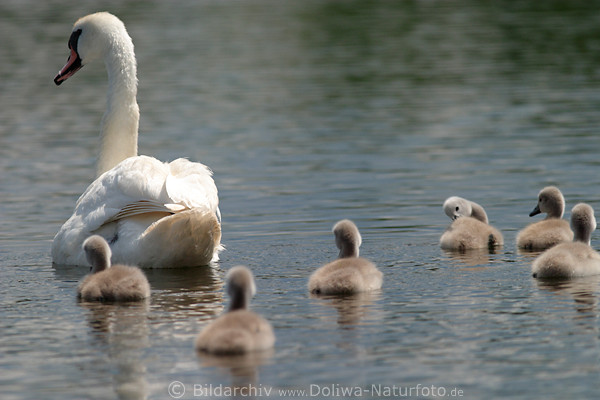 Schwanmutter mit Schwanenbaby Tierfotos auf Seewasser schwimmende niedliche Schwnchen