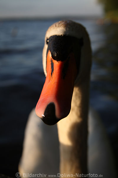 Schwan langer Rotschnabel Foto auf See Weisskopf extrem Nahblick Makrobild mit Seeblick