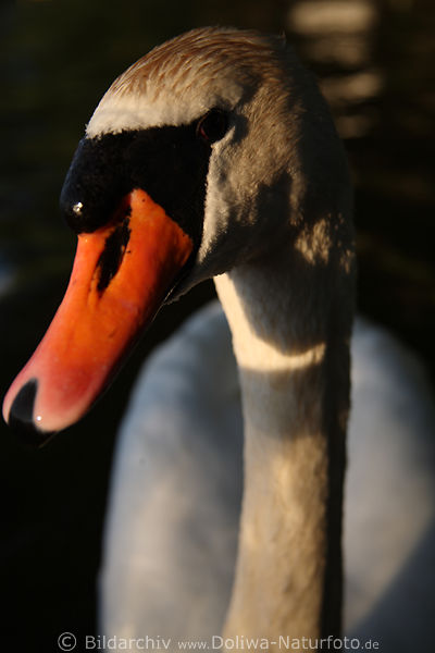 Schwanenschnabel Fotos Grovogel Kopf langer Hals Rotschnabel Nahbilder Tier auf See