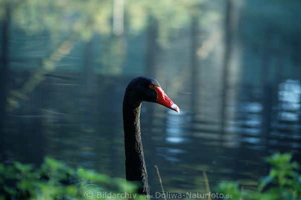 Schwarzschwan Vogelfoto Hals Rotschnabel im Teichwasser Trauerschwan Cygnus atratus