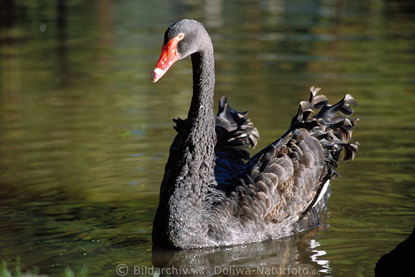 Schwarzschwan Vogelfoto Trauerschwan in Wasser Morgenlicht