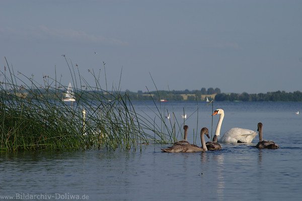 Seeschwan Vgelfoto Kcken schwimmen am Schilf in Wasserlandschaft Naturbild