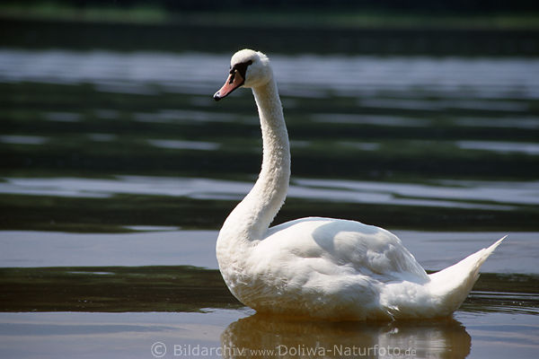Weischwan Fotografie in Seewellen Hoeckerschwan Cygnus olor Naturportrt Gnsenvgels