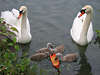 Schwäne Vögelfamilie Bilder Küken in Wasser Futter fressen schwimmen am Seeufer