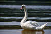 0062_ Weißschwan Fotografie vor Seewellen Hoeckerschwan Cygnus olor Großvogel Swan photo