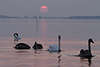 509947_Schwäne Vogelfamilie Seefoto unter roten Sonnenkugel am Horizont über Wasser Naturbild
