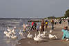 705973_Schwanengruppe Bild an Küste Vögel Kinder treffen, füttern gefiederte Tiere Mensch-Tierbegegnung