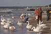 705976_Schwäne Gruppenbild mit Menschen Kinder am Ostseeküste Tier-Mensch Vögel Begegnung am Strand