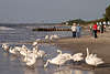 705981_ Schwäne Vögelbild in Wasser an Ostseeküste Seestrand vor Menschen in Natur spazieren gehen
