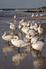 Schwäne Vogelgruppe Bilder am Meerstrand Tierversammlung an Ostseeküste