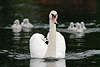 43430_ Schwan-Machopose Eleganz auf Wasser Weißvogel Seefoto+Paar Tierkinder Gruppen