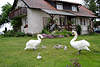 43563_Schwanenfamilie Foto Besuch auf Bauernhofwiese in Masuren wilde Schwäne Küken