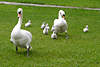 43590_Schwanfamilie Bilder auf Grünwiese wilde Schwäne Land-Spaziergang Fotos Großvögel mit Jungtieren