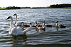 44997_Schwanfamilie Foto in Seelandschaft Vogeleltern schwimmen mit Küken junge Schwänchen auf See