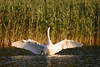 Schwan Flügelweite Vogel Männchen hochstehend über Wasser Naturbild vor Schilf