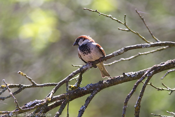 Spatz-Mann Bauch mit Schwarzfleck Vogel Zweige Graugefieder Naturfoto