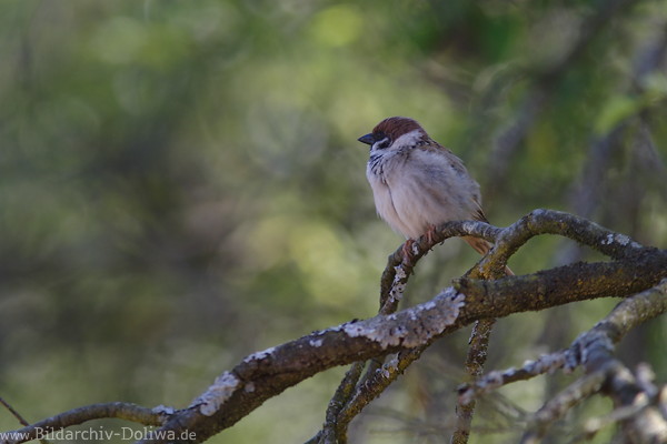 Spatzjunge in Flauschgefieder Grauvogelkind in Naturfoto