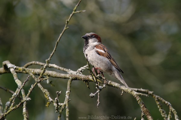 Spatzmann Vogelbild Sperling Mnnchen am Zweig 211010 Naturfoto krause ste Hintergrund