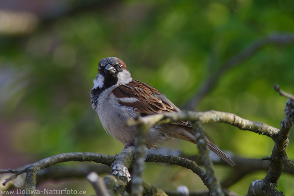 Spatz Mnnchen Naturfoto Sperling Augenblick vom Zweig