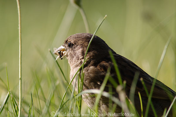 Sperling Spatz Bild mit Beute in Schnabel Auge in Gras jagen Vogel Wildlife