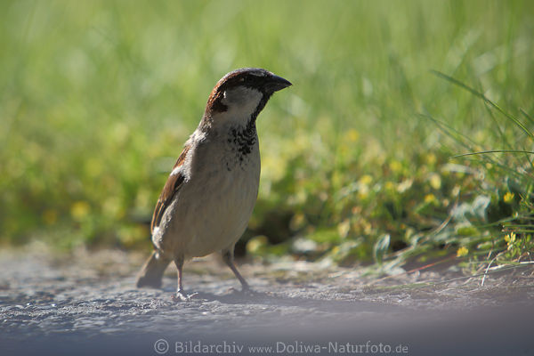 Spatz Sperling Foto Vogel sphend Aufnahme von Vorne stehend auf Boden Portrt