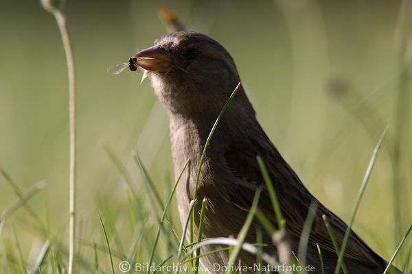 Spatz Vogel Bild mit Fliege in Schnabelspitze Jagd in Gras Wildlife Foto Sperling Nahporträt